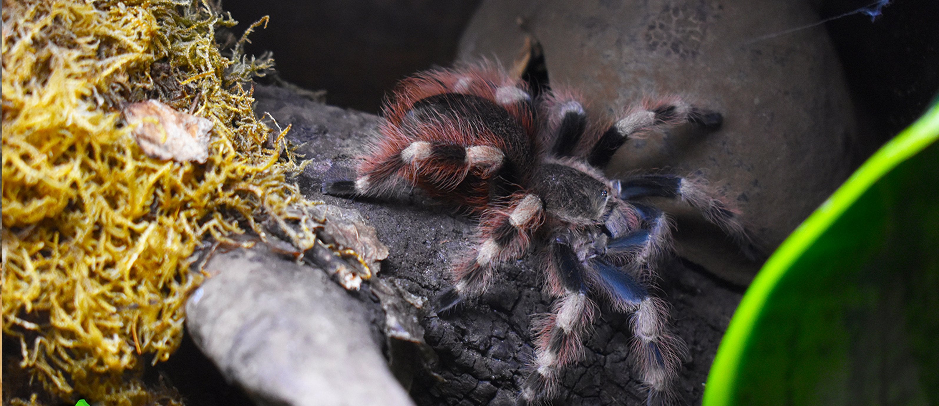 Bioactive Tarantula Enclosure Kits  The Bio Dude – Tagged Rose hair  tarantula